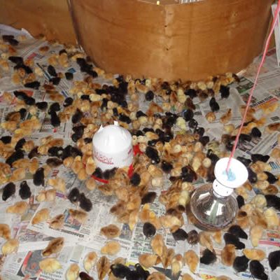 household-economic-stregnthening-through-poultry-keeping-600x400